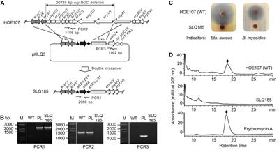 Engineering the Erythromycin-Producing Strain Saccharopolyspora erythraea HOE107 for the Heterologous Production of Polyketide Antibiotics